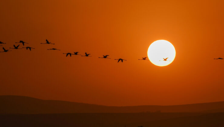 Van Gölü Havzası’nda konaklayan flamingolardan görsel şölen