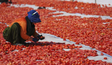 Yılın birinci yarısında kurutulmuş domatesten 95 milyon dolar çıkar