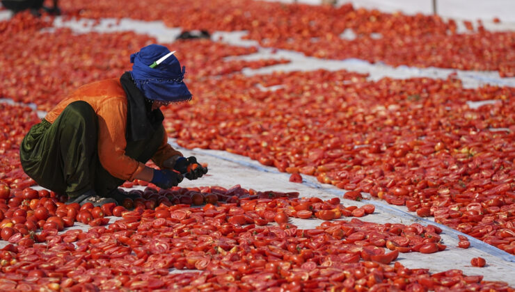 Yılın birinci yarısında kurutulmuş domatesten 95 milyon dolar çıkar