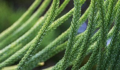 Yüzyıllardır şifa dağıtan kibrit otunun bilinmeyen gücü