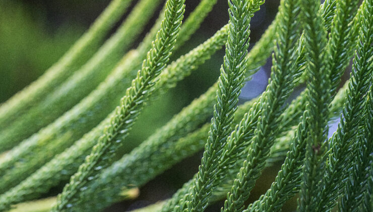 Yüzyıllardır şifa dağıtan kibrit otunun bilinmeyen gücü