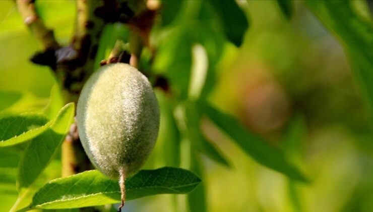 Adıyaman’da çağla yiyen 6 öğrenci hastanelik oldu