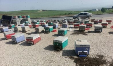 Batman’da yola savrulan kovanlarda binlerce arı telef oldu