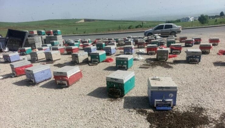 Batman’da yola savrulan kovanlarda binlerce arı telef oldu