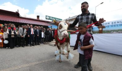 Digor Şenliği’nde renkli manzaralar: Süslenen buzağılar podyuma çıktı