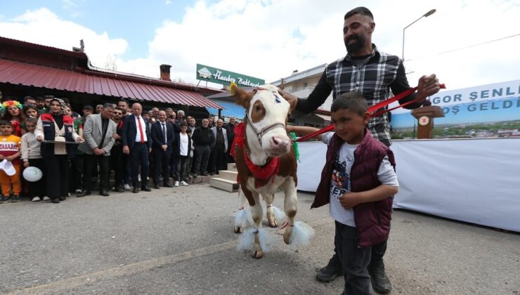 Digor Şenliği’nde renkli manzaralar: Süslenen buzağılar podyuma çıktı