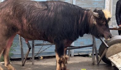 Iğdır’da sahibinden kaçan manda yaşlı bir adama saldırdı