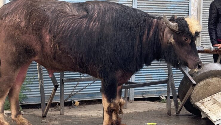 Iğdır’da sahibinden kaçan manda yaşlı bir adama saldırdı