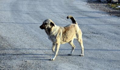 Konya’da bir kişiyi ısıran köpeğin sahibine ceza