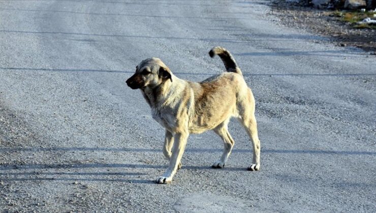 Konya’da bir kişiyi ısıran köpeğin sahibine ceza