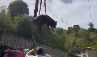 Kurban Bayramı yaklaşıyor, kurbanlıklar ise sahiplerinden uzaklaşıyor