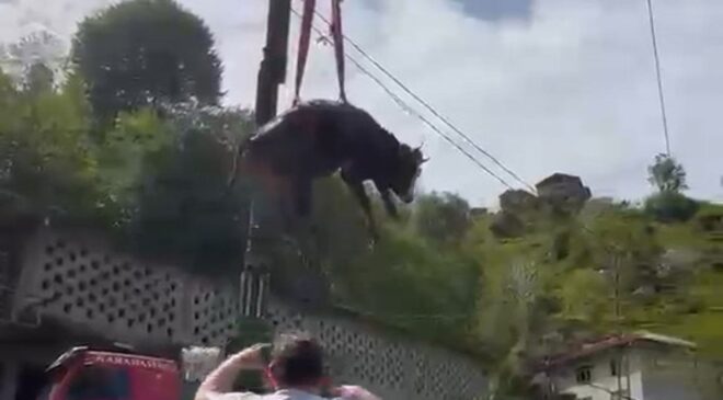 Kurban Bayramı yaklaşıyor, kurbanlıklar ise sahiplerinden uzaklaşıyor