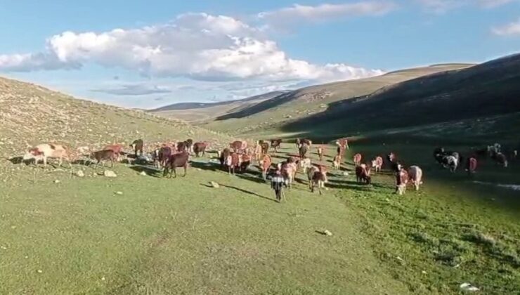 Kurban satışlarında toplumsal medya tuzağı: Hem alıcı hem hayvan sahibi mağdur oluyor