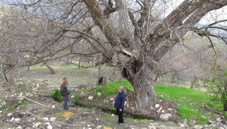 Malatya’da 270 yıllık tabiat mirası: Ceviz ağacı vakte meydan okuyor