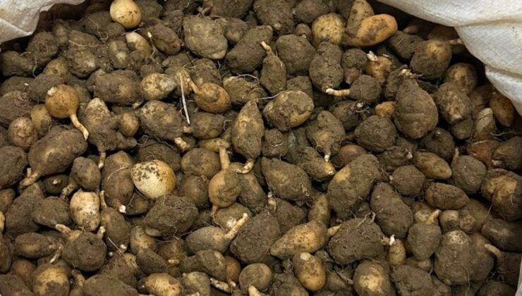 Mardin’de kaçak salep operasyonu: 6 kilogram yumruya el konuldu, iki şahsa yüksek ceza