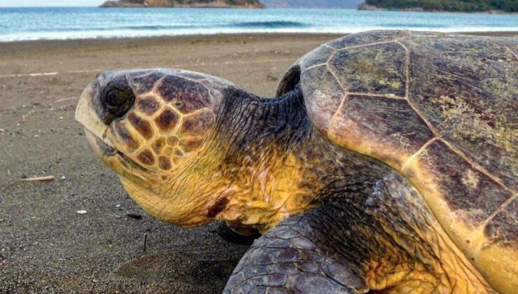 Muğla’da caretta carettaların yumurtlama periyodu başladı