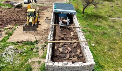 Nevşehir’de kurt saldırısı: 40 koyun telef oldu