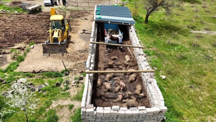 Nevşehir’de kurt saldırısı: 40 koyun telef oldu