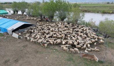 Türkiye’de Afganistan’dan gelen çobanlar işe başladı